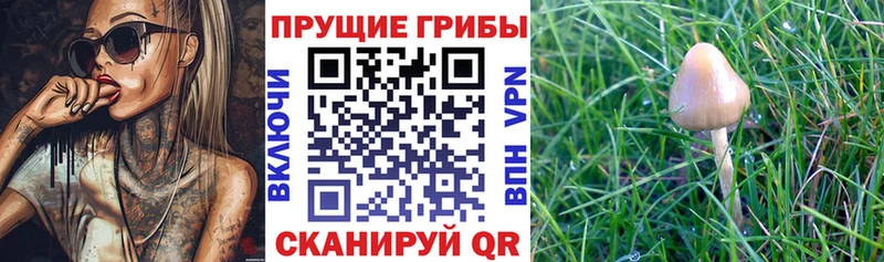 Псилоцибиновые грибы ЛСД  Купить  Нефтегорск 